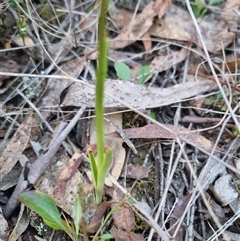 Diuris pardina at Bungendore, NSW - 1 Oct 2024