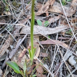 Diuris pardina at Bungendore, NSW - 1 Oct 2024