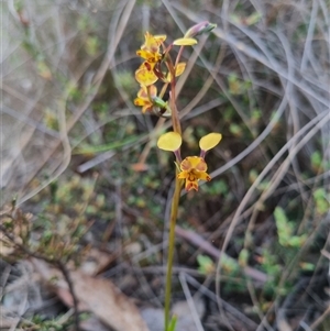 Diuris pardina at Bungendore, NSW - 1 Oct 2024