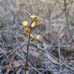 Diuris pardina at Bungendore, NSW - 1 Oct 2024