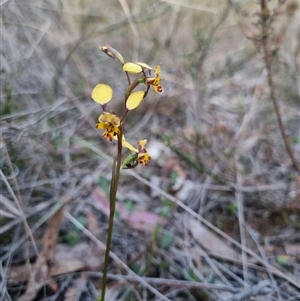 Diuris pardina at Bungendore, NSW - 1 Oct 2024