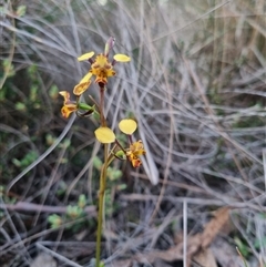 Diuris pardina at Bungendore, NSW - 1 Oct 2024