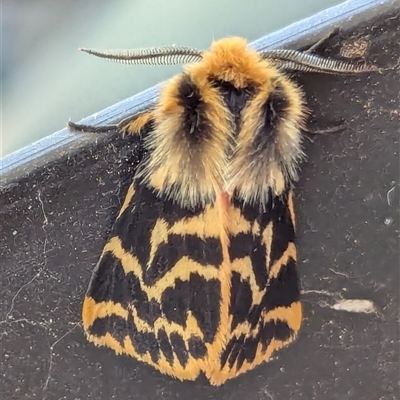 Ardices curvata (Crimson Tiger Moth) at Watson, ACT - 1 Oct 2024 by AniseStar