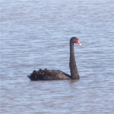 Cygnus atratus (Black Swan) at Lake Bathurst, NSW - 1 Oct 2024 by MatthewFrawley