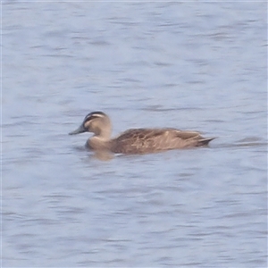 Anas superciliosa at Lake Bathurst, NSW - 1 Oct 2024