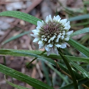 Trifolium repens at Watson, ACT - 1 Oct 2024