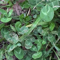 Trifolium repens at Watson, ACT - 1 Oct 2024