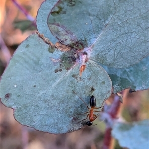 Camponotus consobrinus at Watson, ACT - 1 Oct 2024 05:58 PM