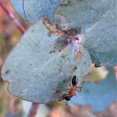 Camponotus consobrinus at Watson, ACT - 1 Oct 2024 05:58 PM