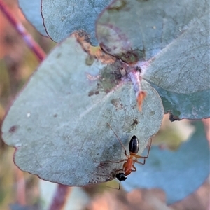 Camponotus consobrinus at Watson, ACT - 1 Oct 2024