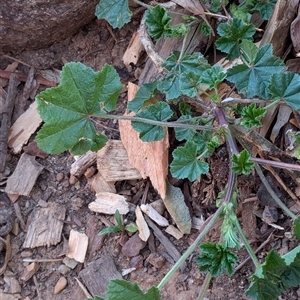 Malva neglecta at Watson, ACT - 1 Oct 2024