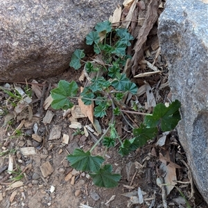 Malva neglecta at Watson, ACT - 1 Oct 2024 05:47 PM