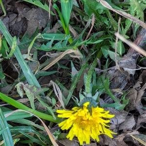 Taraxacum sect. Taraxacum at Watson, ACT - 1 Oct 2024