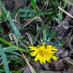 Taraxacum sect. Taraxacum at Watson, ACT - 1 Oct 2024