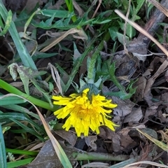 Taraxacum sect. Taraxacum at Watson, ACT - 1 Oct 2024 05:31 PM