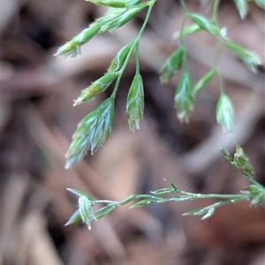 Poa sp. at Watson, ACT - 1 Oct 2024