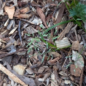 Poa sp. at Watson, ACT - 1 Oct 2024