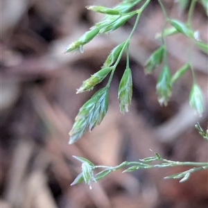 Poa sp. at Watson, ACT - 1 Oct 2024