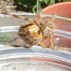 Socca pustulosa at Belconnen, ACT - 1 Oct 2024