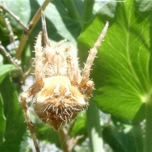 Socca pustulosa at Belconnen, ACT - 1 Oct 2024