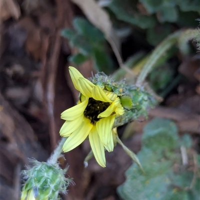 Arctotheca calendula (Capeweed, Cape Dandelion) at Watson, ACT - 1 Oct 2024 by AniseStar