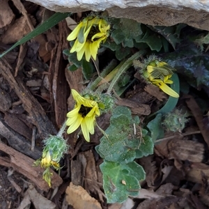 Arctotheca calendula at Watson, ACT - 1 Oct 2024 05:28 PM