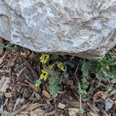 Arctotheca calendula at Watson, ACT - 1 Oct 2024 05:28 PM