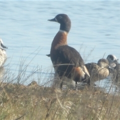 Tadorna tadornoides (Australian Shelduck) at Lake Bathurst, NSW - 1 Oct 2024 by MatthewFrawley