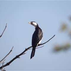 Microcarbo melanoleucos (Little Pied Cormorant) at Lake Bathurst, NSW - 30 Sep 2024 by MatthewFrawley