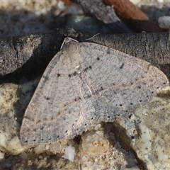 Taxeotis reserata (A Geometer moth) at Moruya, NSW - 1 Oct 2024 by LisaH