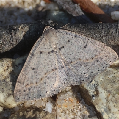 Taxeotis reserata (A Geometer moth) at Moruya, NSW - 1 Oct 2024 by LisaH