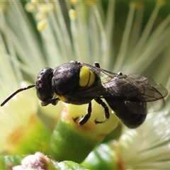 Hylaeus nubilosis at Moruya, NSW by LisaH