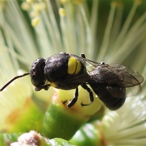 Hylaeus nubilosis at suppressed - 1 Oct 2024