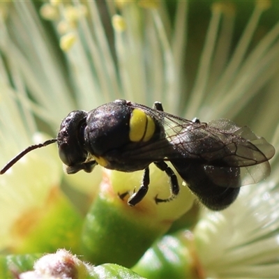 Hylaeus nubilosis at Moruya, NSW by LisaH