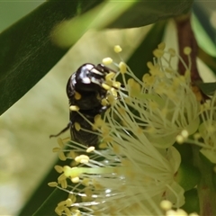 Hylaeus nubilosis at suppressed - 1 Oct 2024