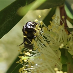 Hylaeus nubilosis at suppressed - suppressed