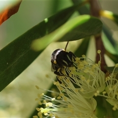 Hylaeus nubilosis at suppressed - suppressed