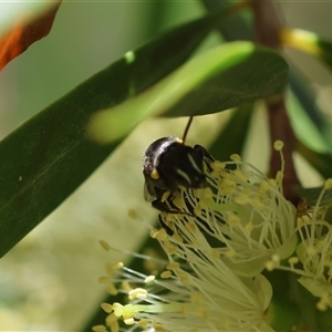 Hylaeus nubilosis at suppressed - 1 Oct 2024