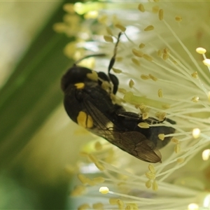 Hylaeus nubilosis at suppressed - suppressed