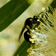 Hylaeus nubilosis at suppressed - suppressed