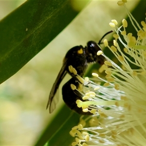 Hylaeus nubilosis at suppressed - suppressed