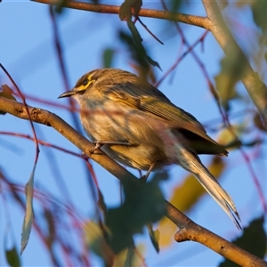 Caligavis chrysops at Ainslie, ACT - 28 Sep 2024