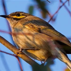 Caligavis chrysops at Ainslie, ACT - 28 Sep 2024