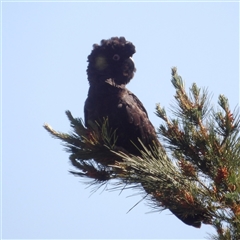 Zanda funerea (Yellow-tailed Black-Cockatoo) at Lake Bathurst, NSW - 30 Sep 2024 by MatthewFrawley