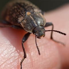 Pachycoelia sp. (genus) (A darkling beetle) at Mongarlowe, NSW - 1 Oct 2024 by LisaH