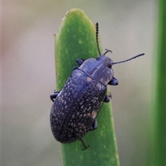 Pachycoelia sp. (genus) at Mongarlowe, NSW - suppressed