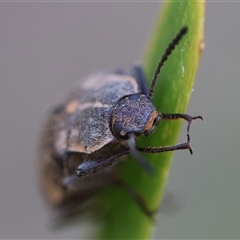 Pachycoelia sp. (genus) at Mongarlowe, NSW - suppressed