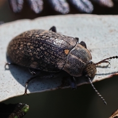 Pachycoelia sp. (genus) at Mongarlowe, NSW - suppressed