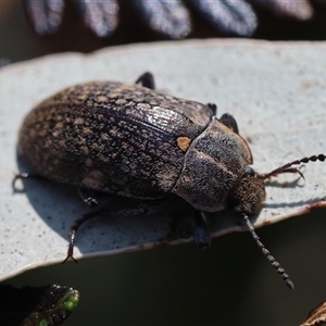 Pachycoelia sp. (genus) at Mongarlowe, NSW - suppressed