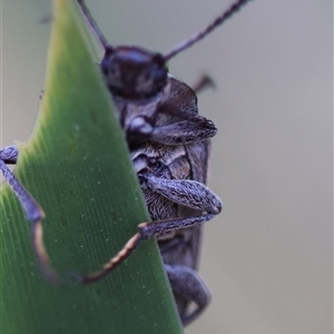 Pachycoelia sp. (genus) at Mongarlowe, NSW - suppressed